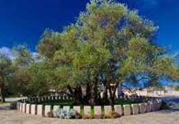 IgluCruise.Application.ViewModels.Shared.WebImageViewModel?.Description