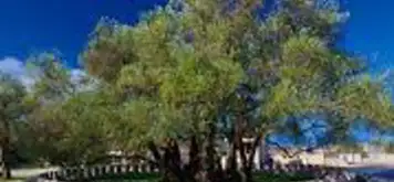 Image related to Old Olive Tree