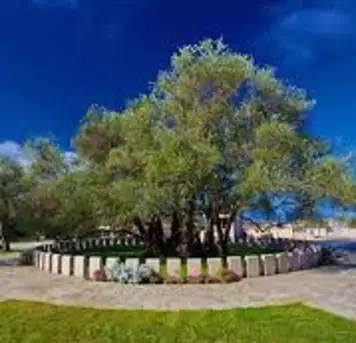 Image related to Old Olive Tree