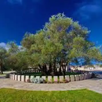 Image related to Old Olive Tree