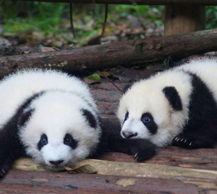 Chengdu Research Base of Giant Panda Breeding