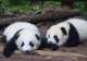 Chengdu Research Base of Giant Panda Breeding