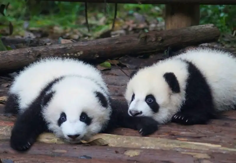 Chengdu Research Base of Giant Panda Breeding
