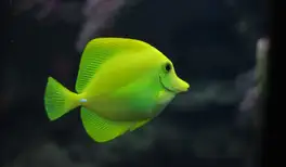 Image related to Image related to Aquarium