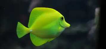 Image related to Aquarium