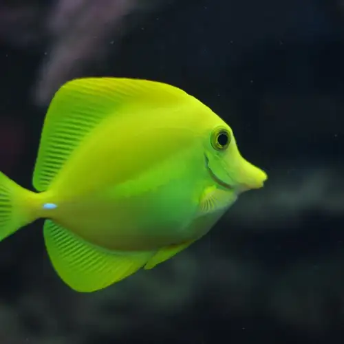 Image related to Aquarium