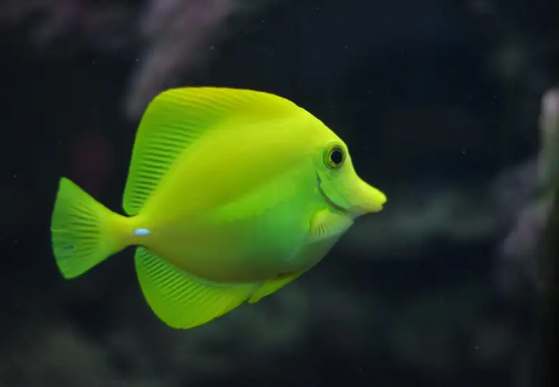 Image related to Aquarium