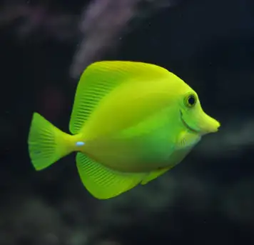 Image related to Aquarium