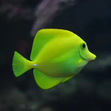 Image related to Aquarium