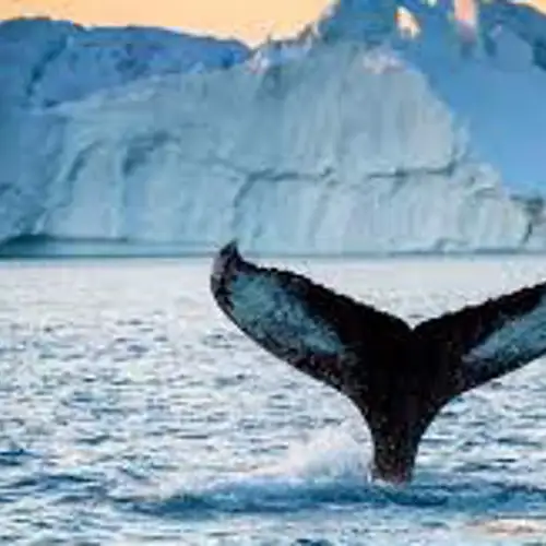 Image related to Iceberg & Whale Watching