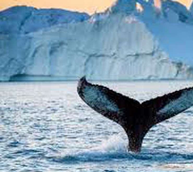 Iceberg & Whale Watching