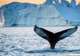 Iceberg & Whale Watching