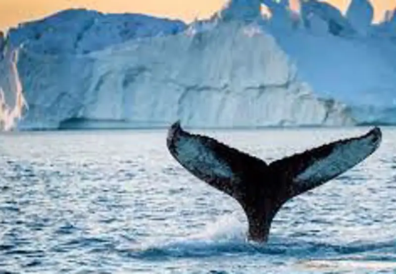 Iceberg & Whale Watching