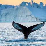 Image related to Iceberg & Whale Watching