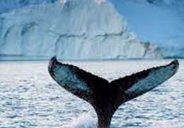 IgluCruise.Application.ViewModels.Shared.WebImageViewModel?.Description