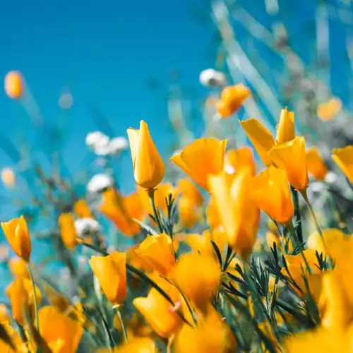 Image related to Saltburn Community Woodland