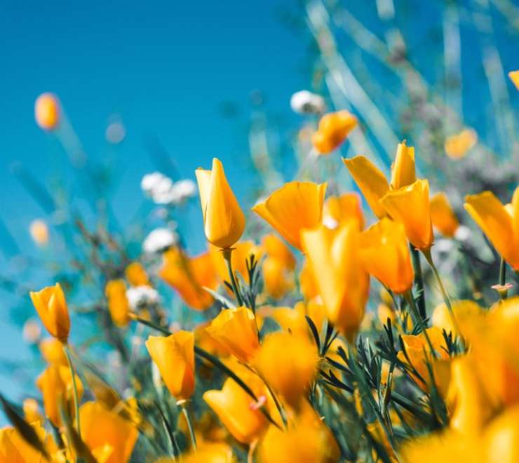 Saltburn Community Woodland