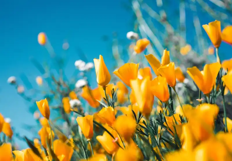 Image related to Saltburn Community Woodland