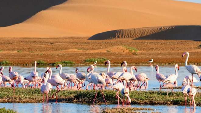 Discover the Untamed Beauty of Walvis Bay
