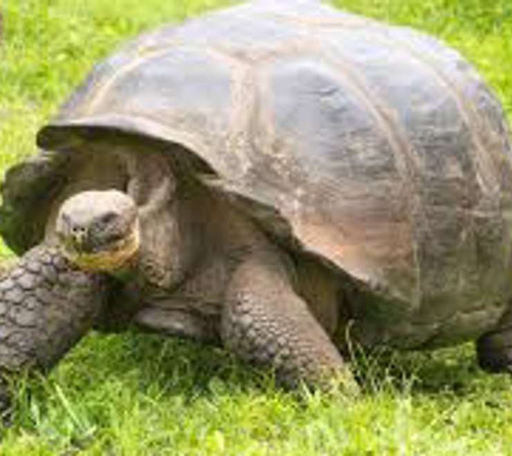 Giant Tortoise