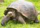 Giant Tortoise