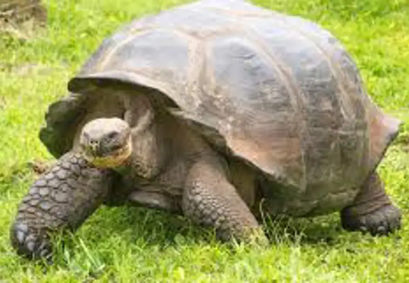 Giant Tortoise