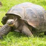 Image related to Giant Tortoise