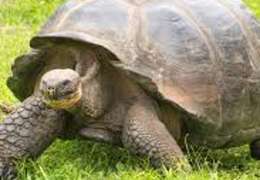 IgluCruise.Application.ViewModels.Shared.WebImageViewModel?.Description