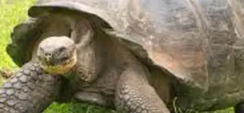 Image related to Giant Tortoise