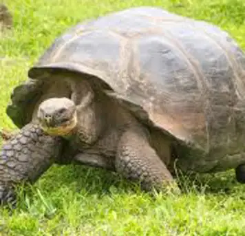 Image related to Giant Tortoise