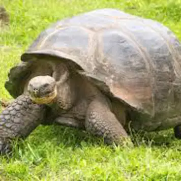 Image related to Giant Tortoise