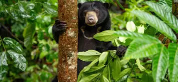 Image related to Borneo Sun Bear Conservation Centre
