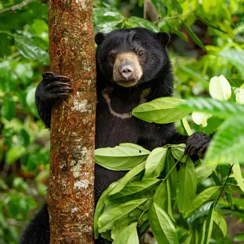 Image related to Borneo Sun Bear Conservation Centre