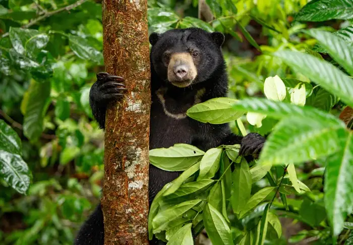 Photo of Day 5: Borneo Sun Bear Conservation Centre