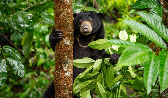 Borneo Sun Bear Conservation Centre