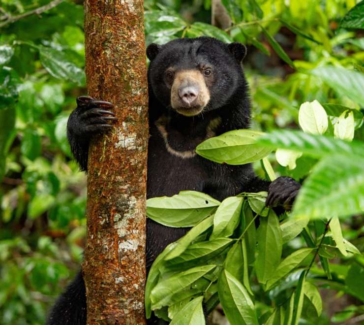 Borneo Sun Bear Conservation Centre