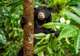 Borneo Sun Bear Conservation Centre