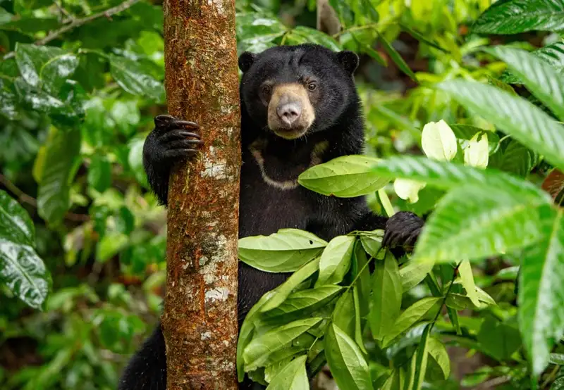 Borneo Sun Bear Conservation Centre