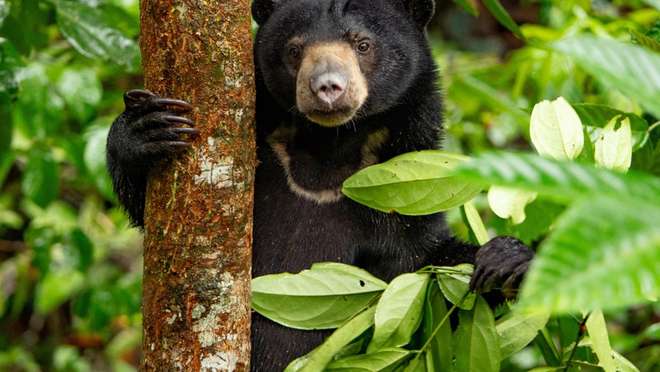 Visit the Bornean Sun Bear Conservation Centre