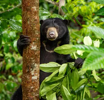 Image related to Borneo Sun Bear Conservation Centre