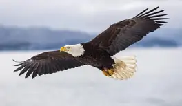 Image related to Alaska Raptor Center Sitka Alaska