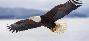 Image related to Alaska Raptor Center