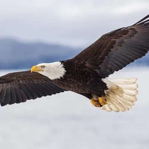 Image related to Alaska Raptor Center
