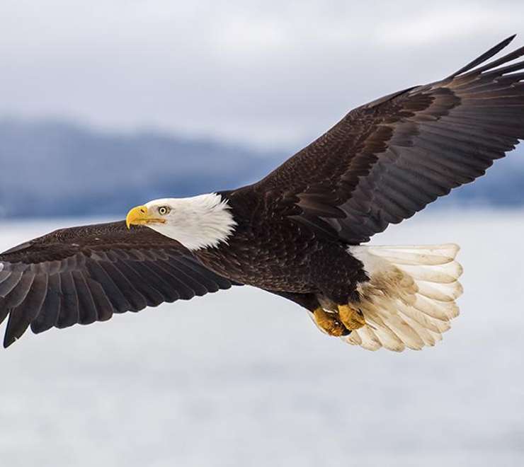 Alaska Raptor Center