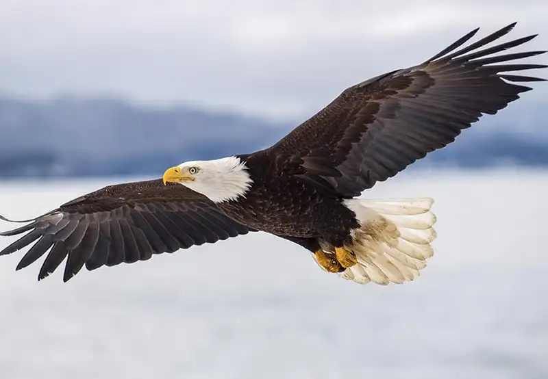 Alaska Raptor Center