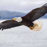 Alaska Raptor Center Sitka Alaska
