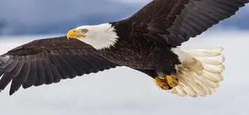 Image related to Alaska Raptor Center