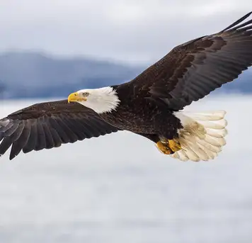 Image related to Alaska Raptor Center