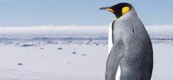 Image related to King Penguin