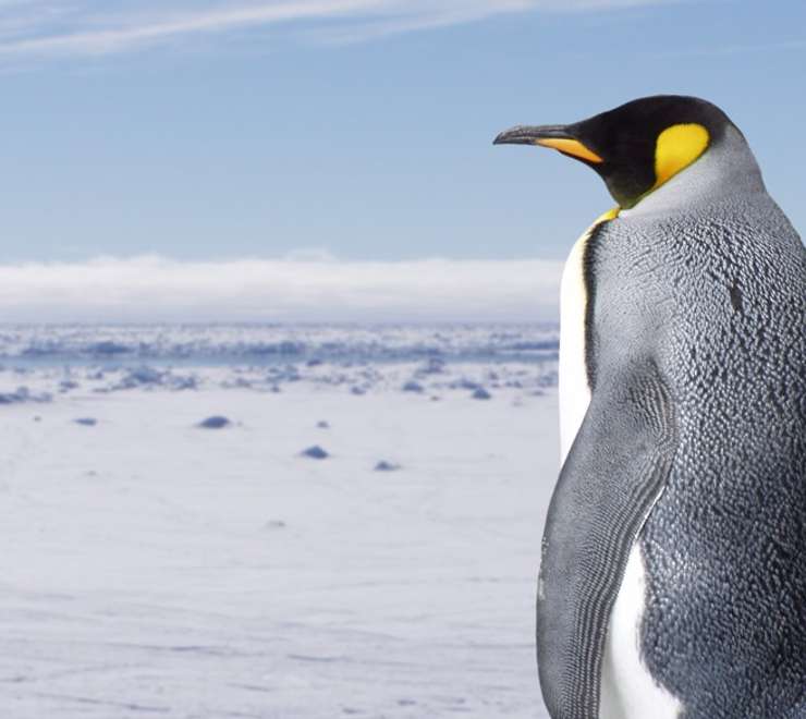 King Penguin